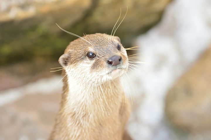 コツメカワウソ